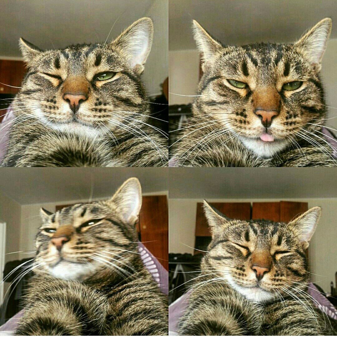 Кот пора просыпаться