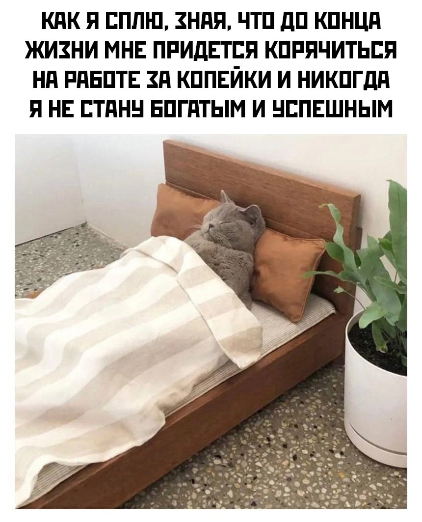 Смешные высказывания про сон