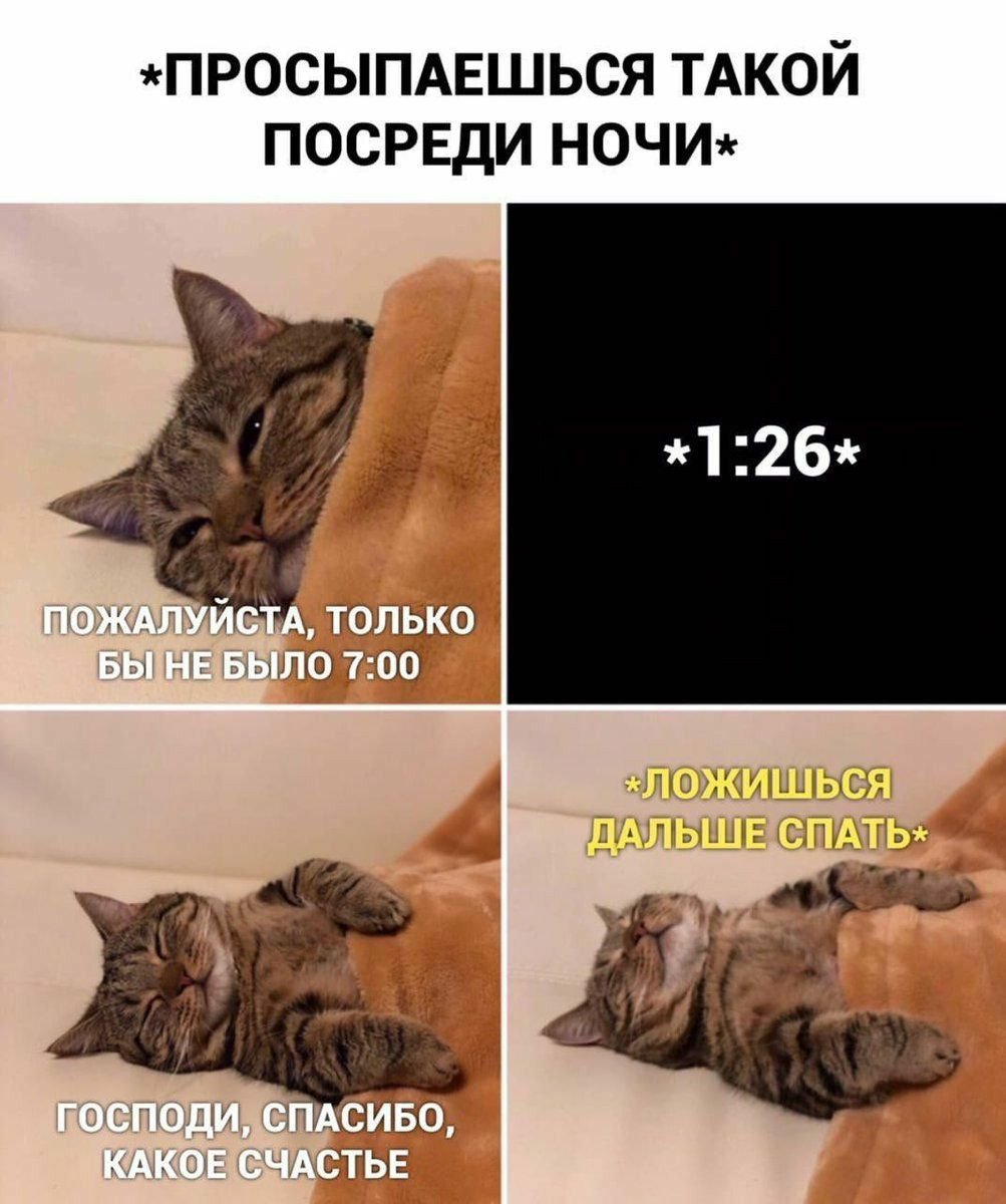 Мемы с котами