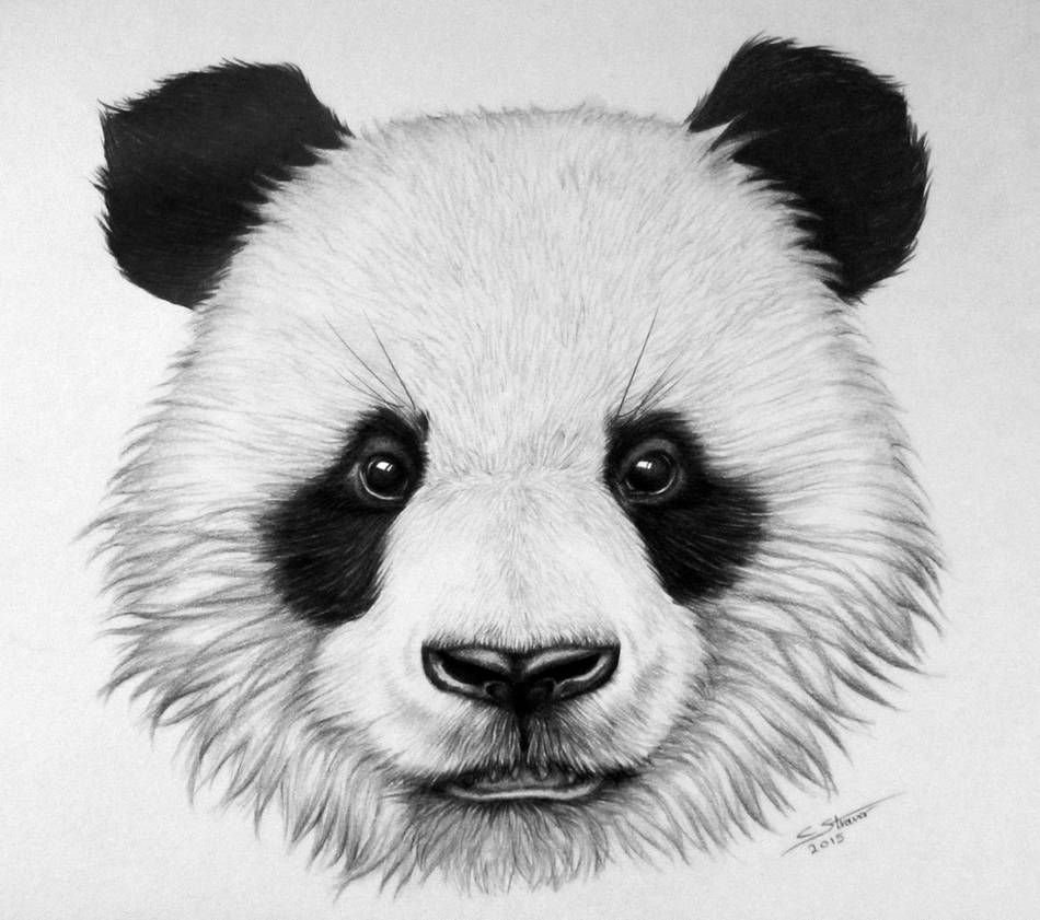 Раскраска Панда