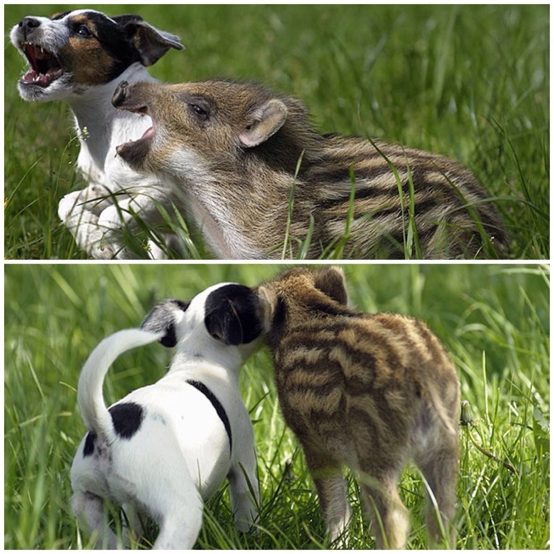 Межвидовая Дружба животных