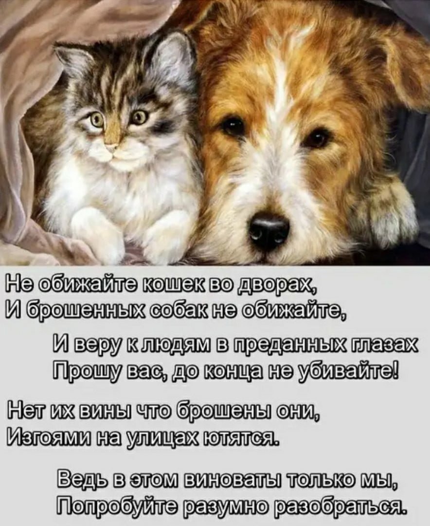 Стихи про бездомных животных