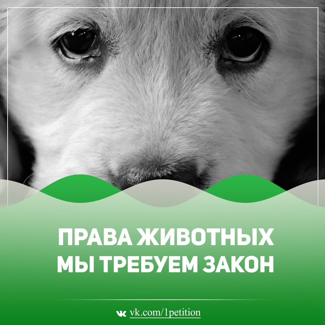 Дети и бездомные животные