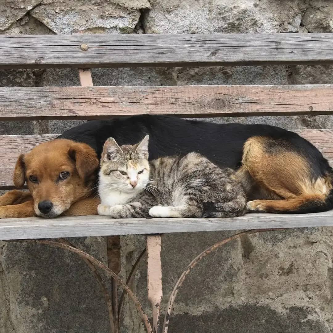 Бездомные животные в Италии