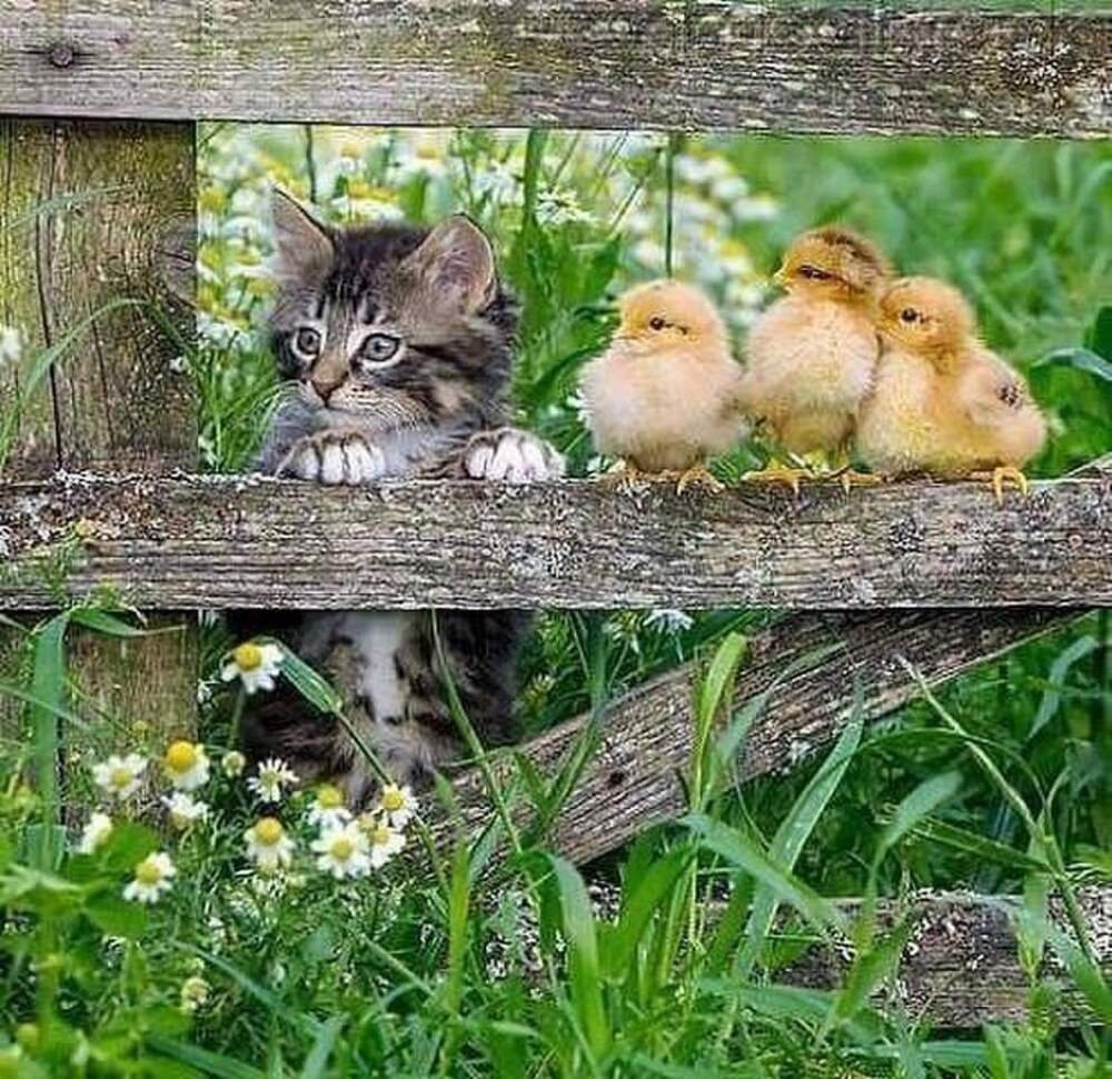 Доброе утро с цыплятами и котятами