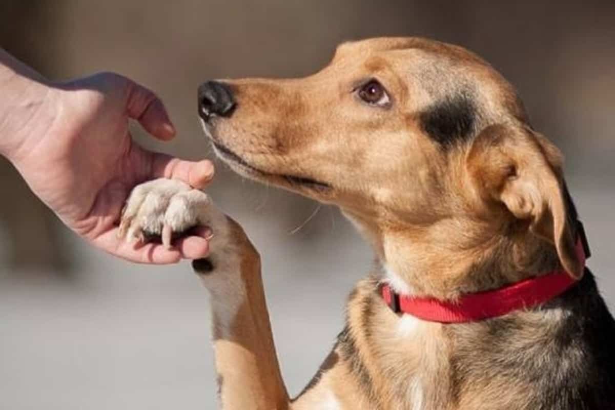 Помощь животным