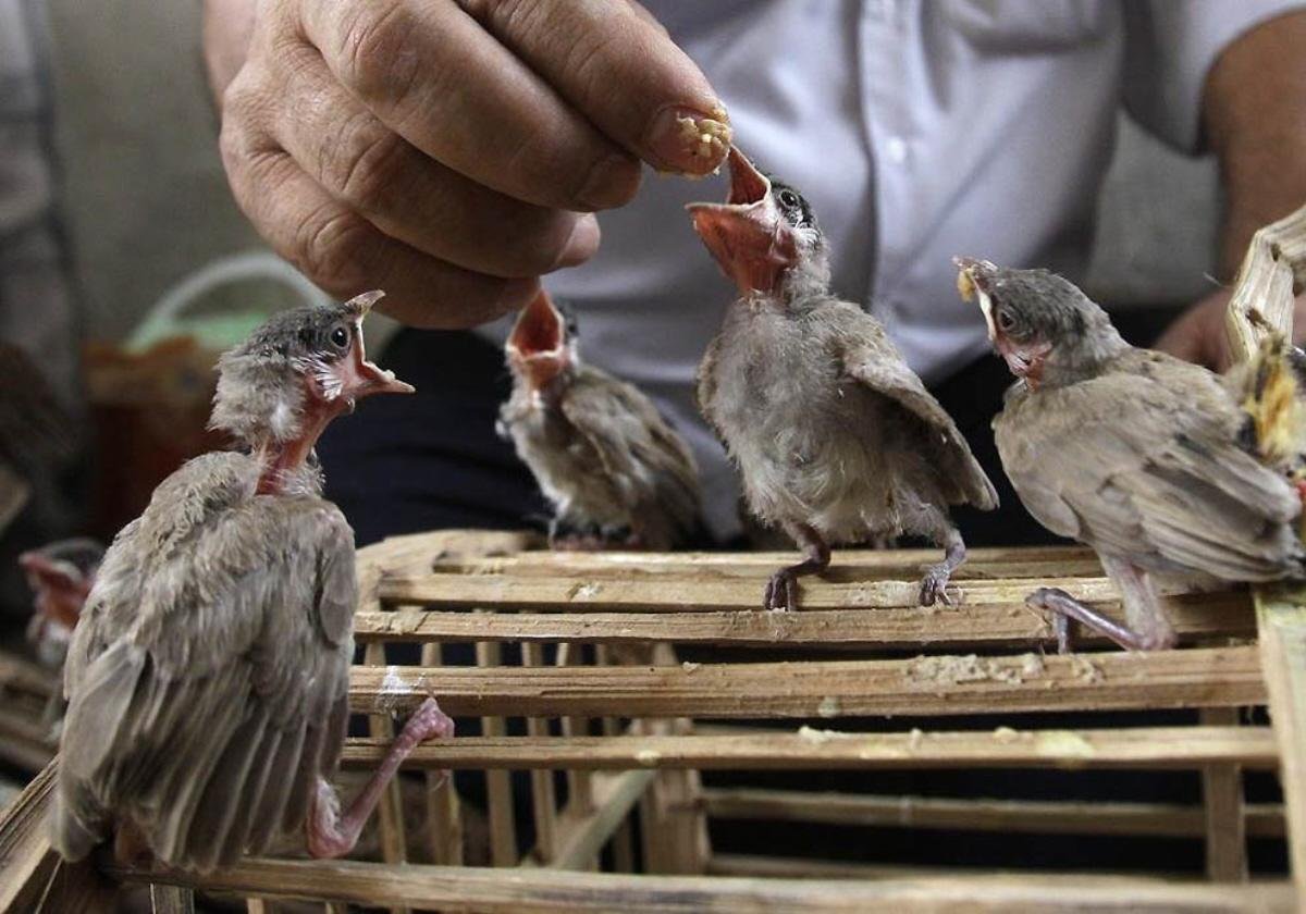 Братья наши меньшие птицы