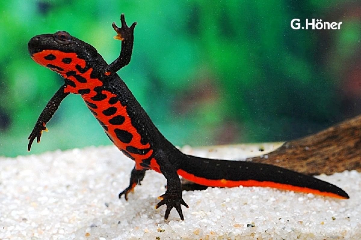 Краснобрюхий Тритон