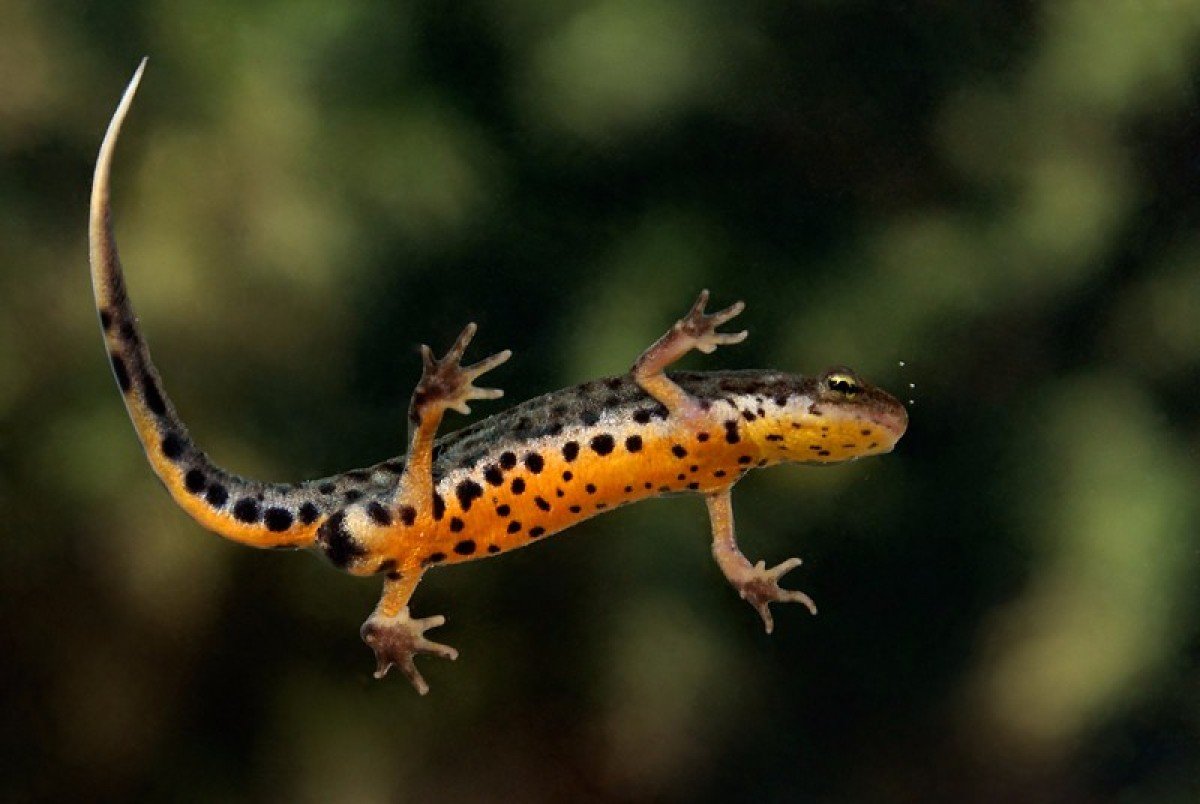 Испанский иглистый Тритон