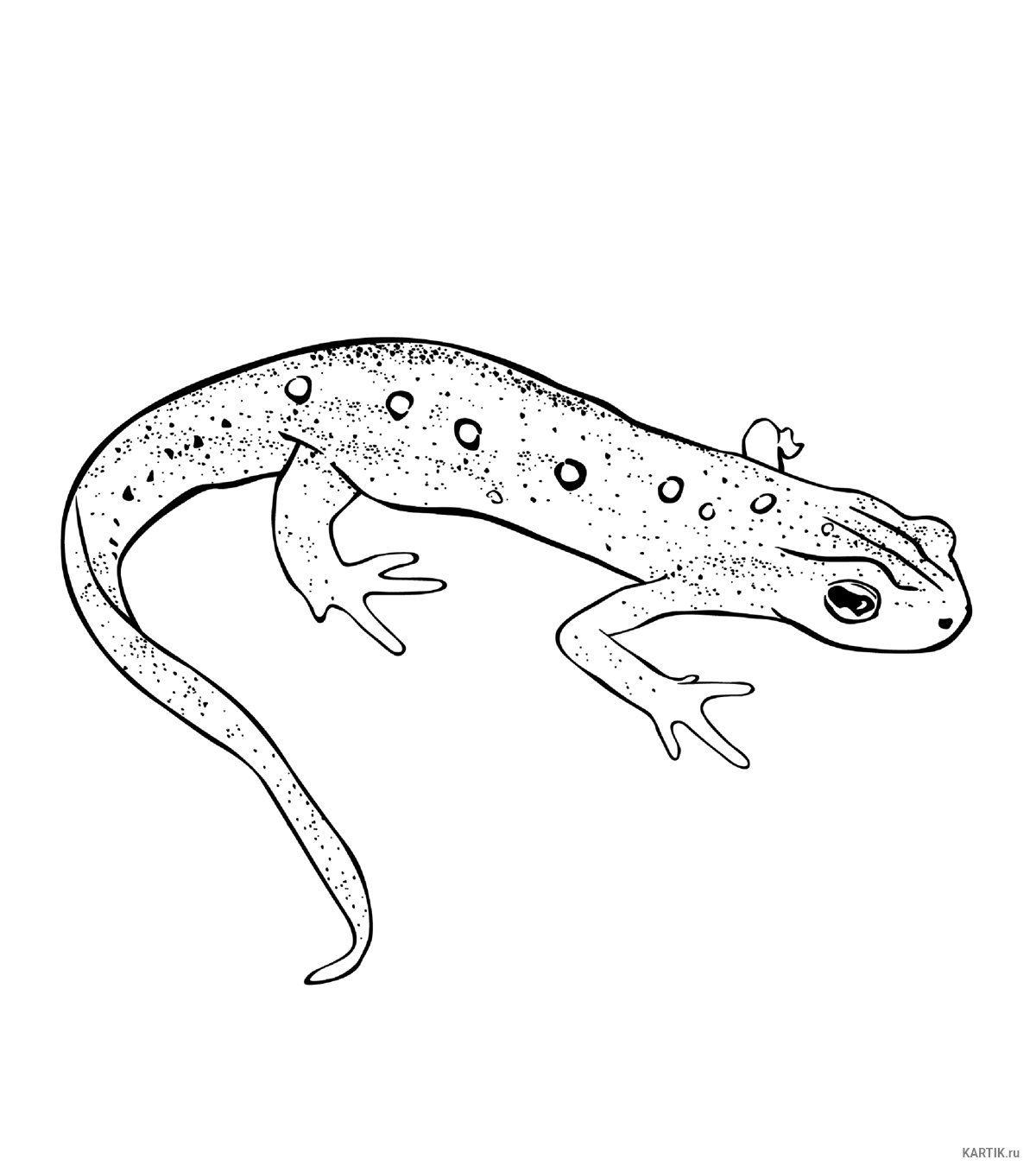 Тритон обыкновенный раскраска