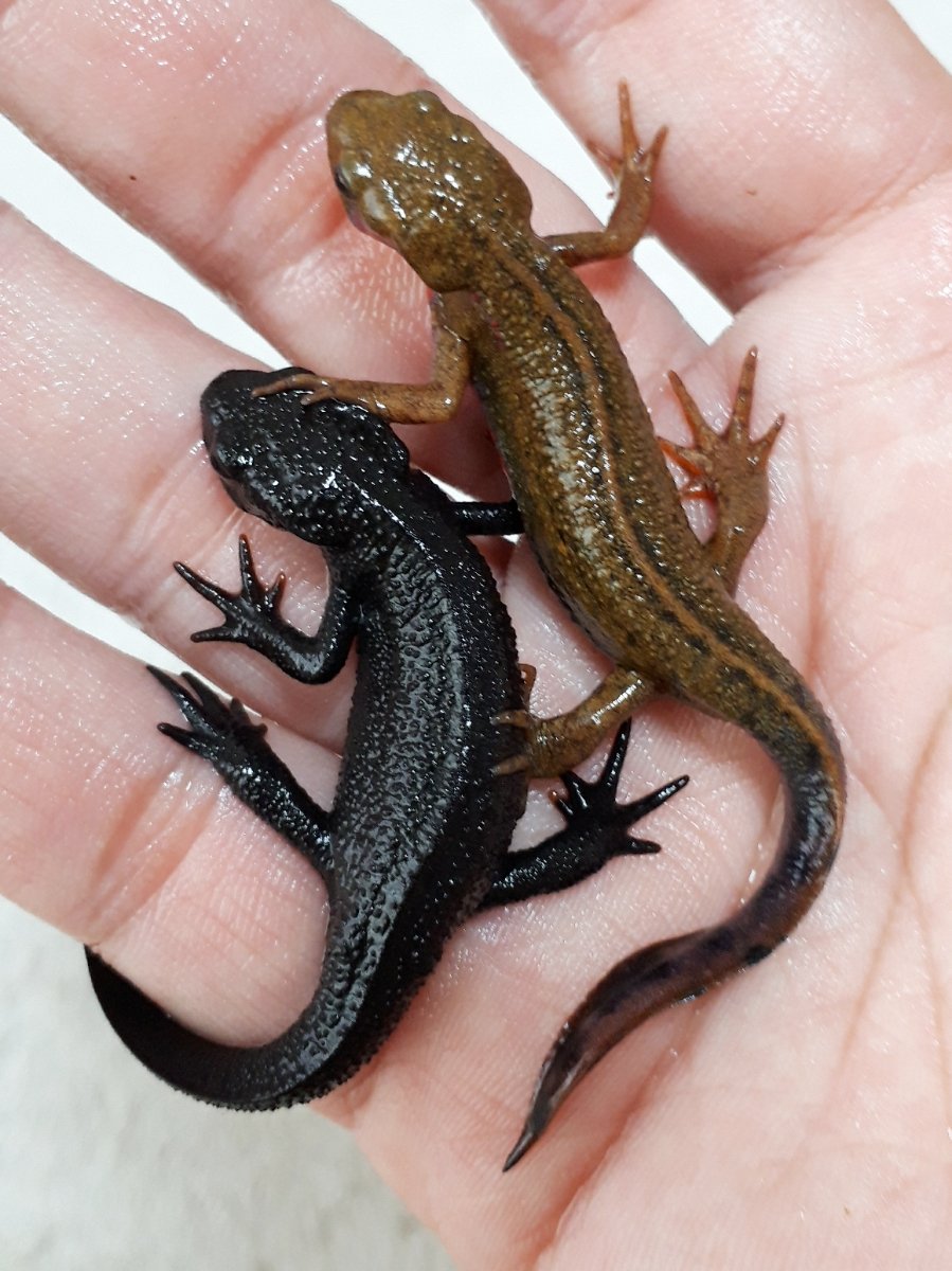 Обыкновенный Тритон Lissotriton vulgaris