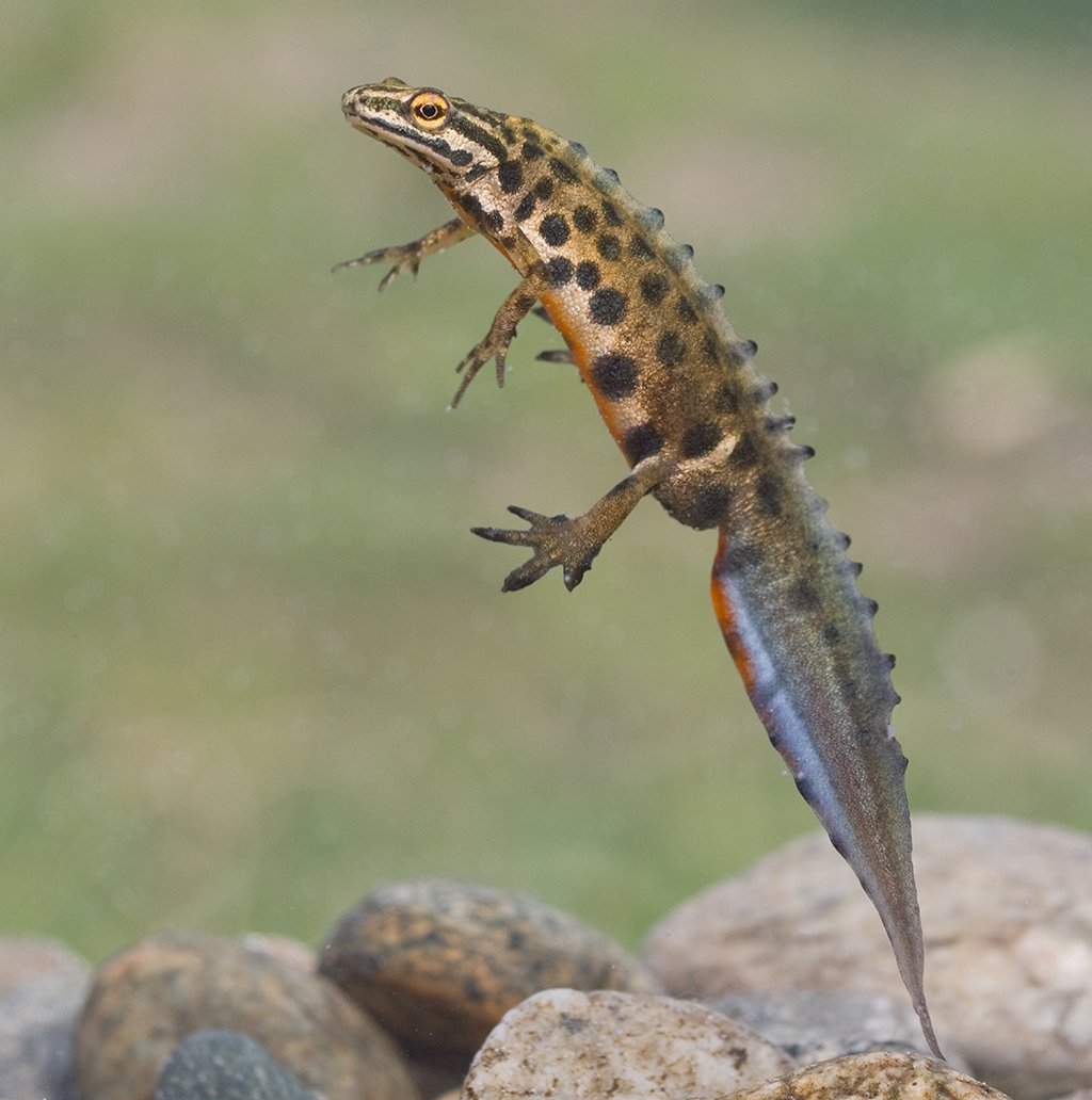 Испанский иглистый Тритон