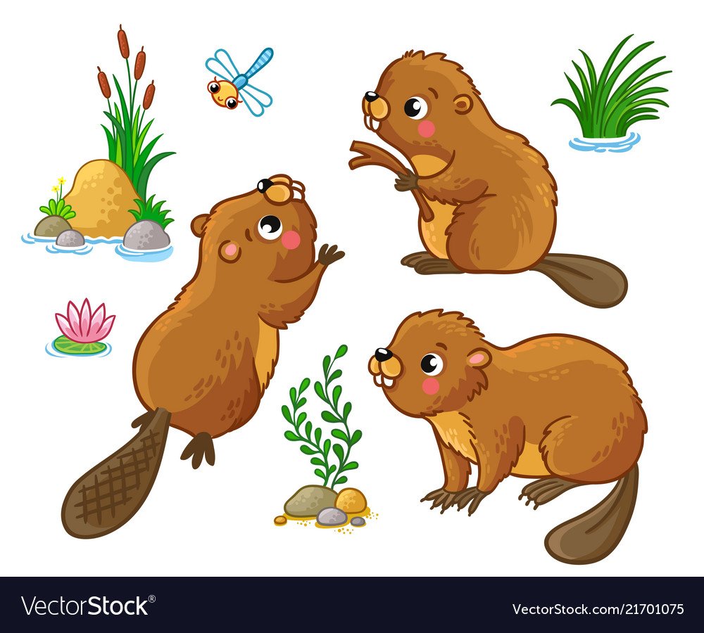 Бобер на белом фоне