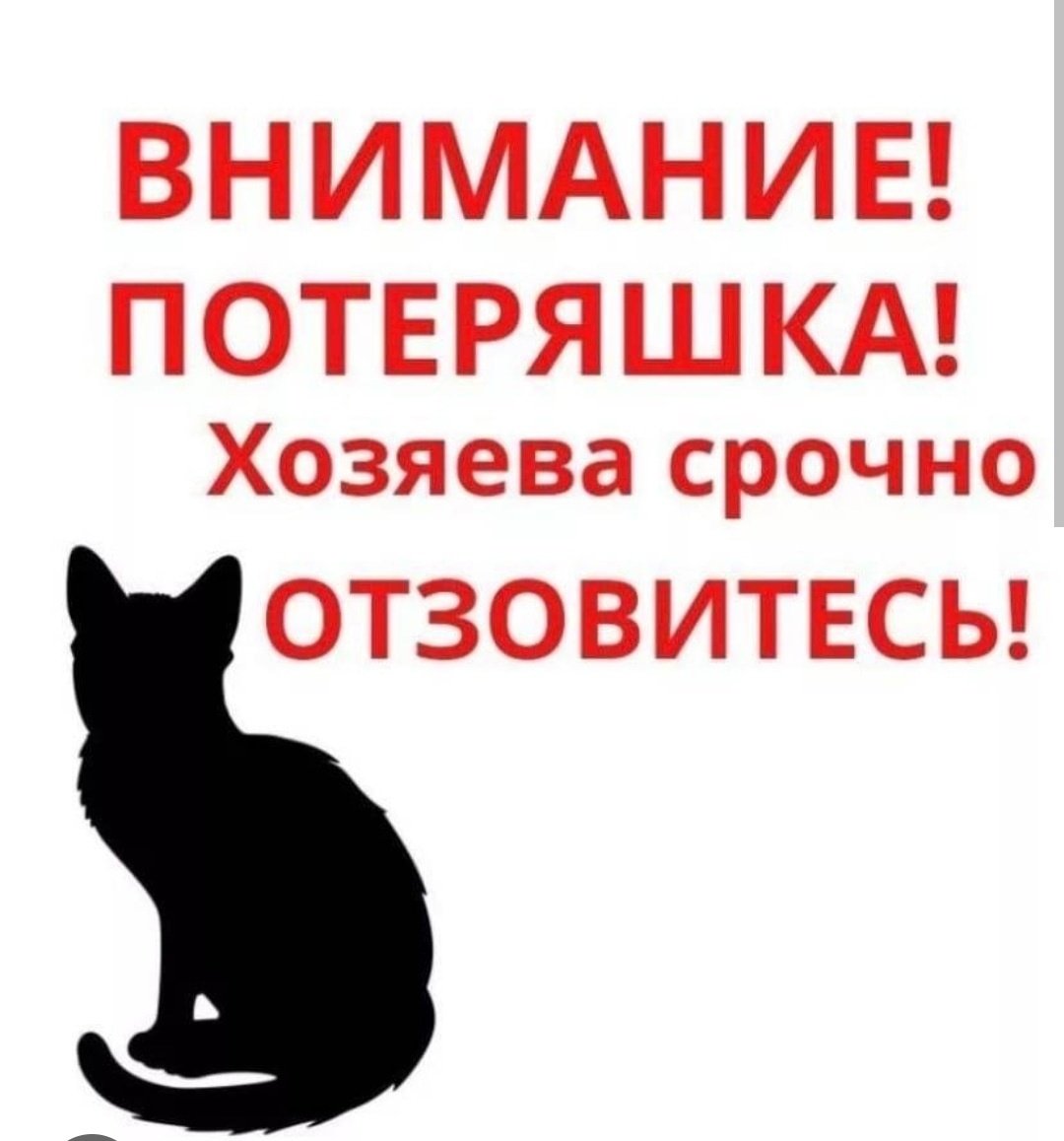 Потеряшка кот