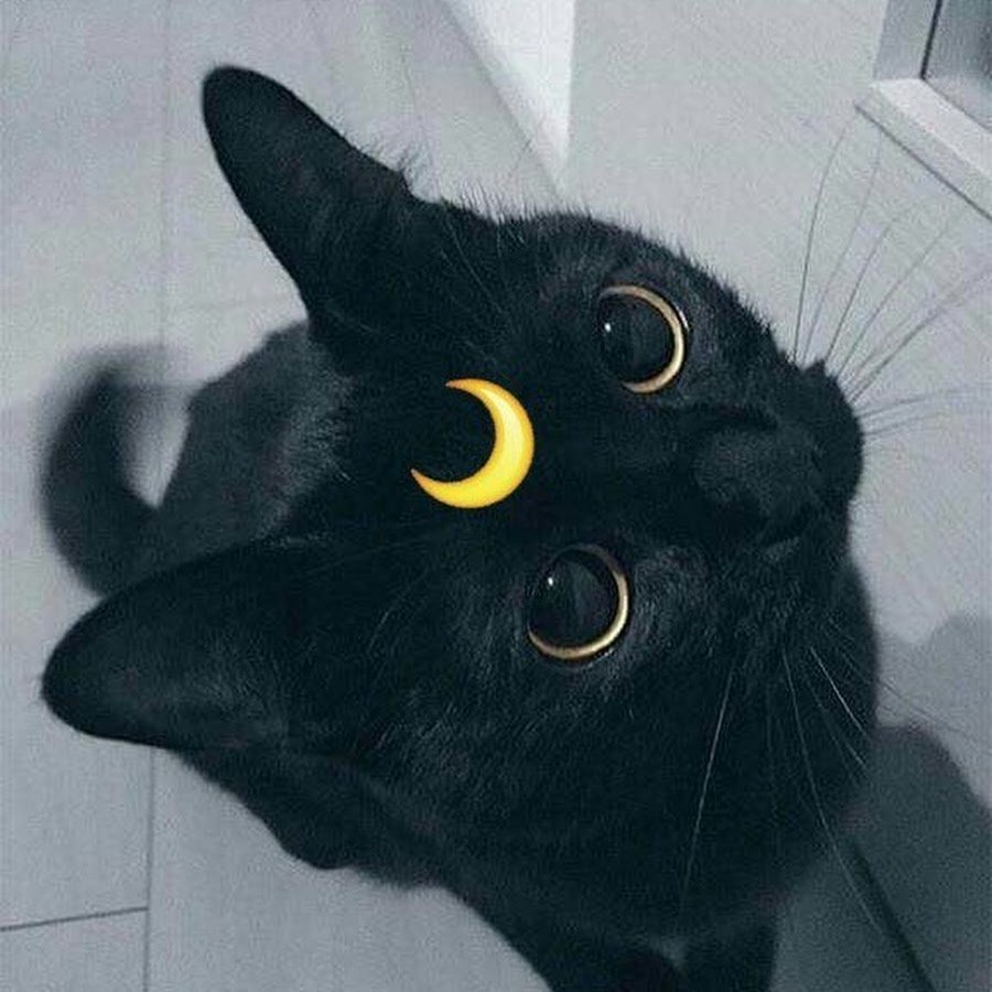 Черный кот Эстетика