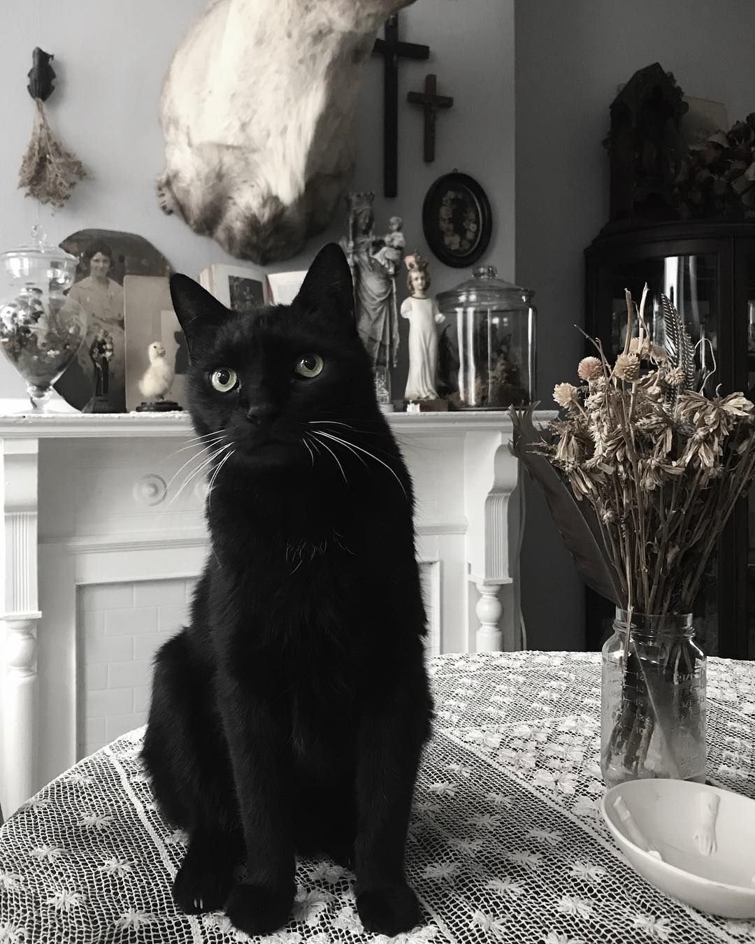 Черная кошка в доме хорошо. Чёрный кот. Коты Готика. Черный кот Эстетика. Кошка в готическом стиле.