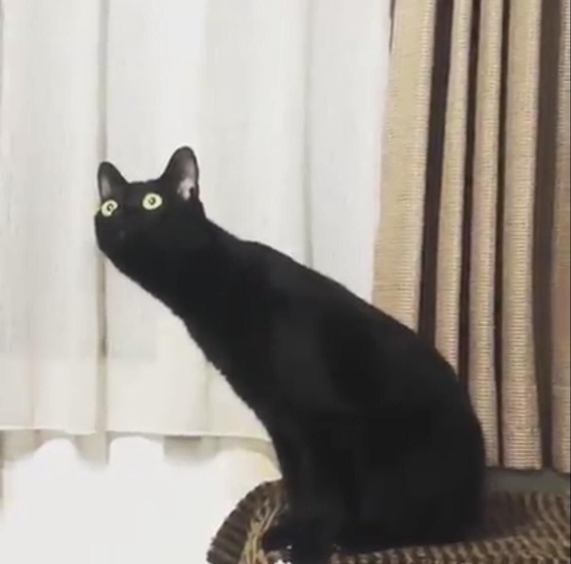 Тень с ушками