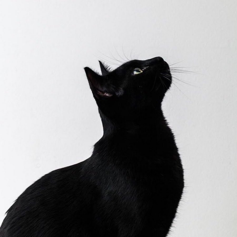 Черная кошка с желтыми глазами