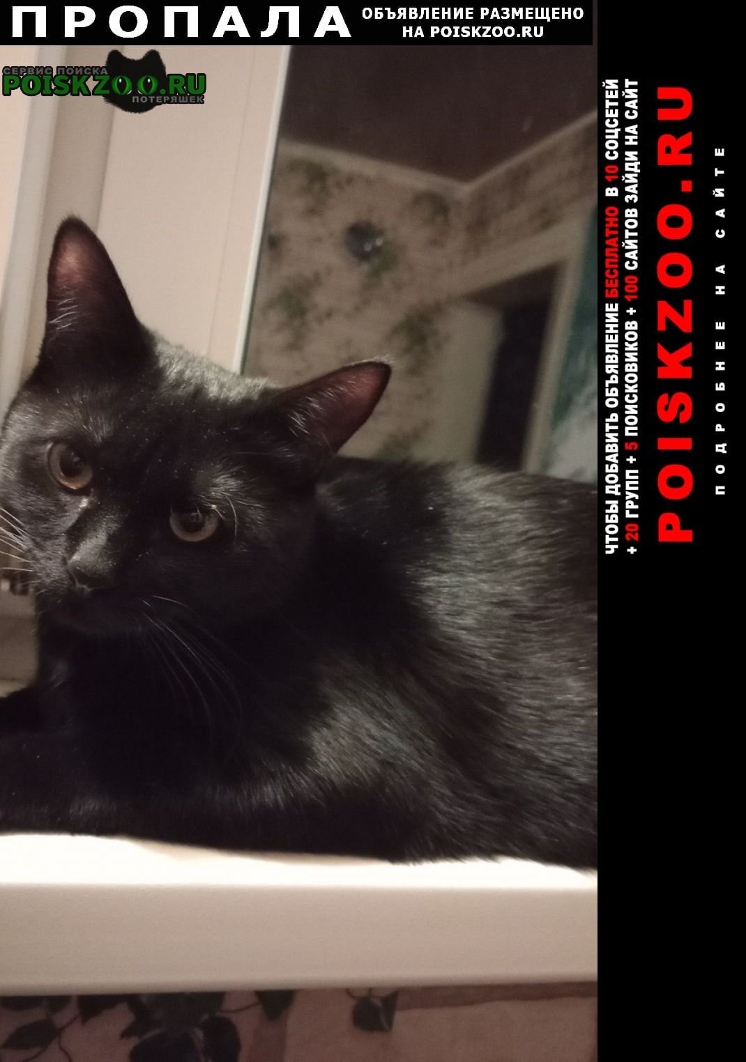 Серый кот Эстетика