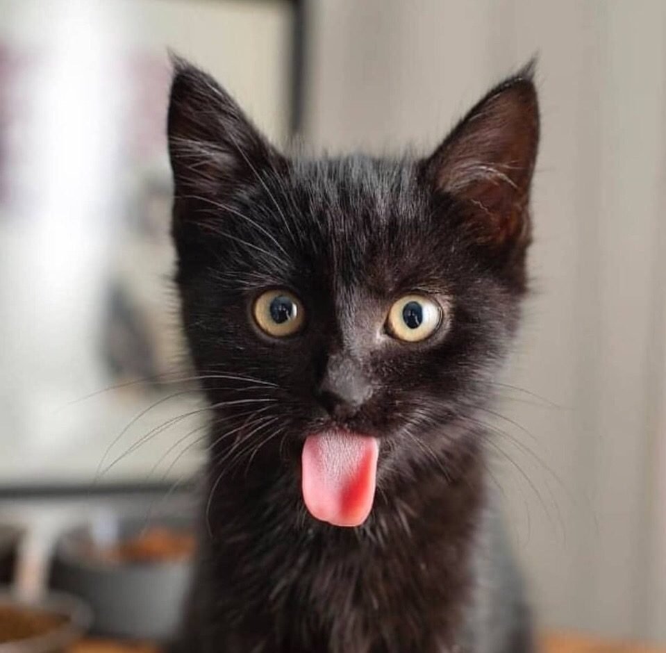 Черный кот картинки