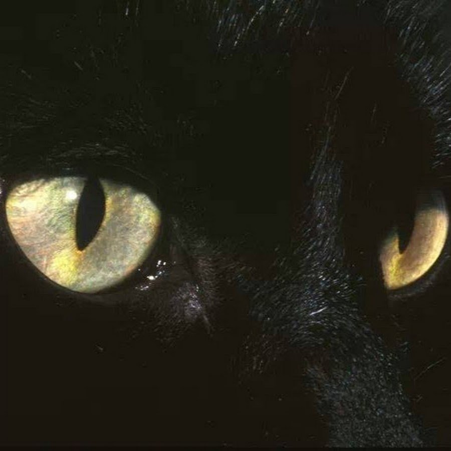 Девушка с котом Эстетика