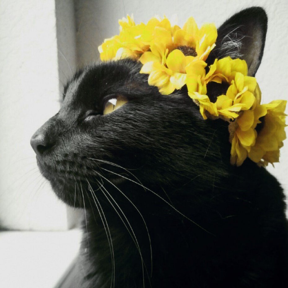 Кот в венке