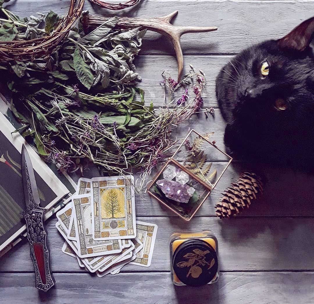 Черный кот картинки