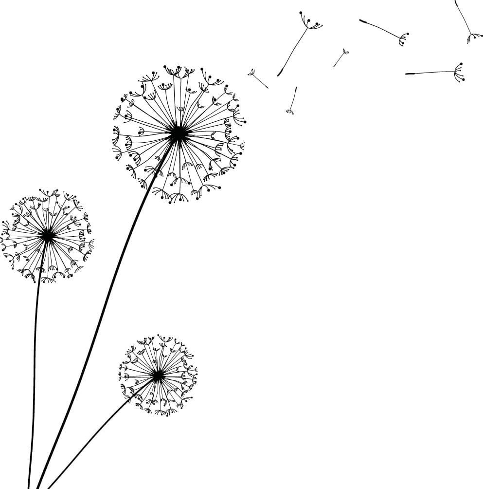 Одуванчик на белом фоне