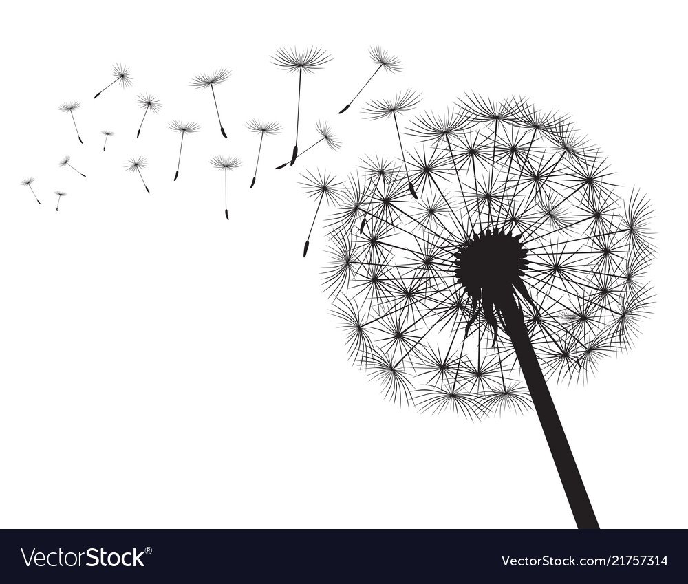 Одуванчик белый