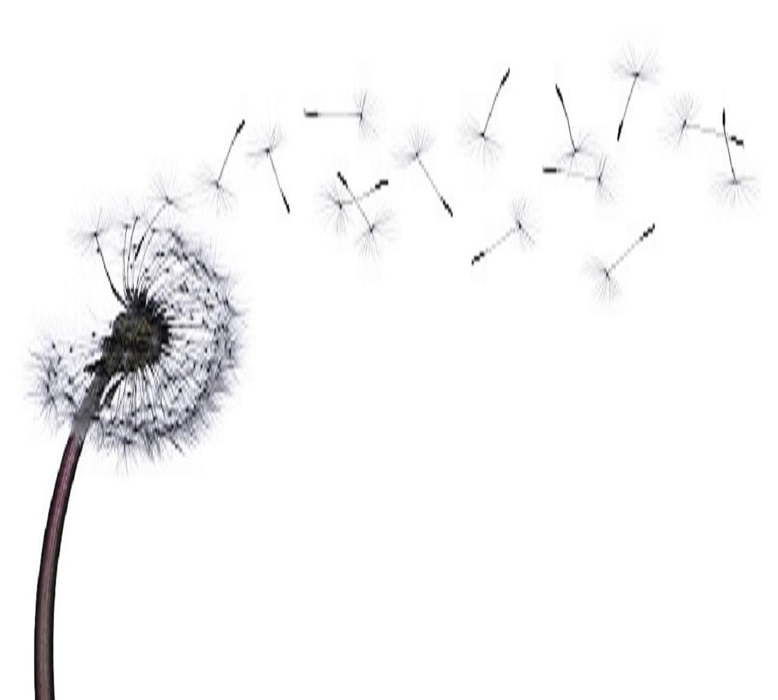 Одуванчик на прозрачном фоне