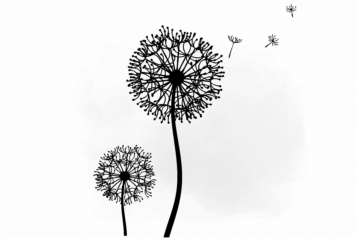 Одуванчик черно белый