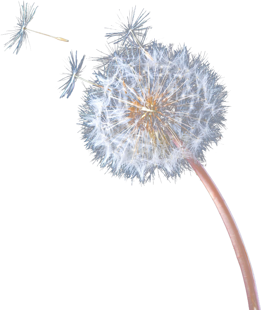 Одуванчик иллюстрация