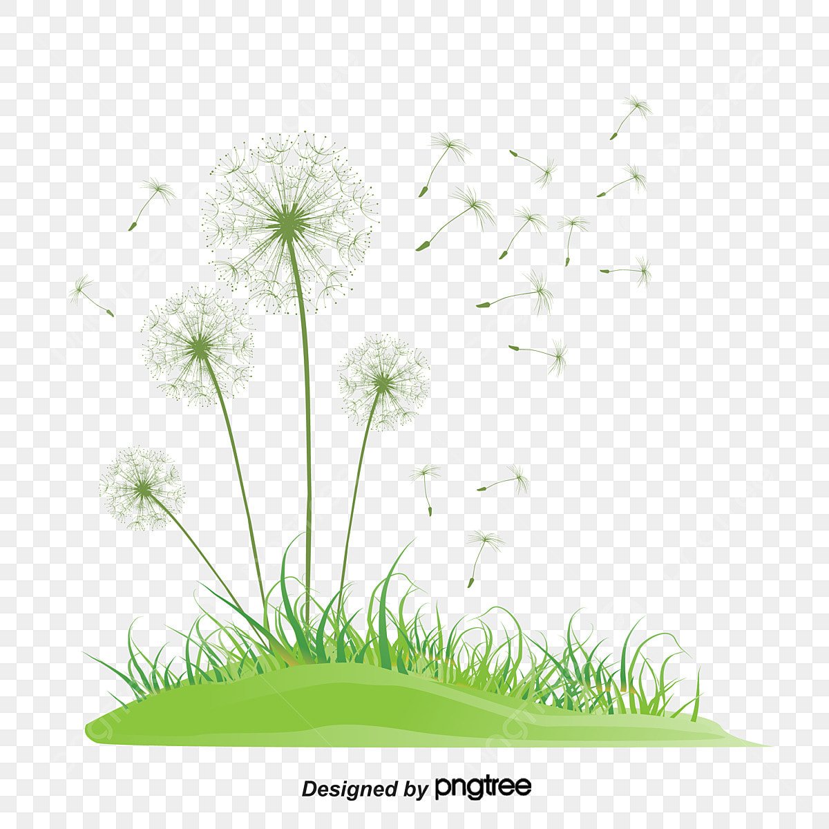 Черно белый одуванчик на белом фоне