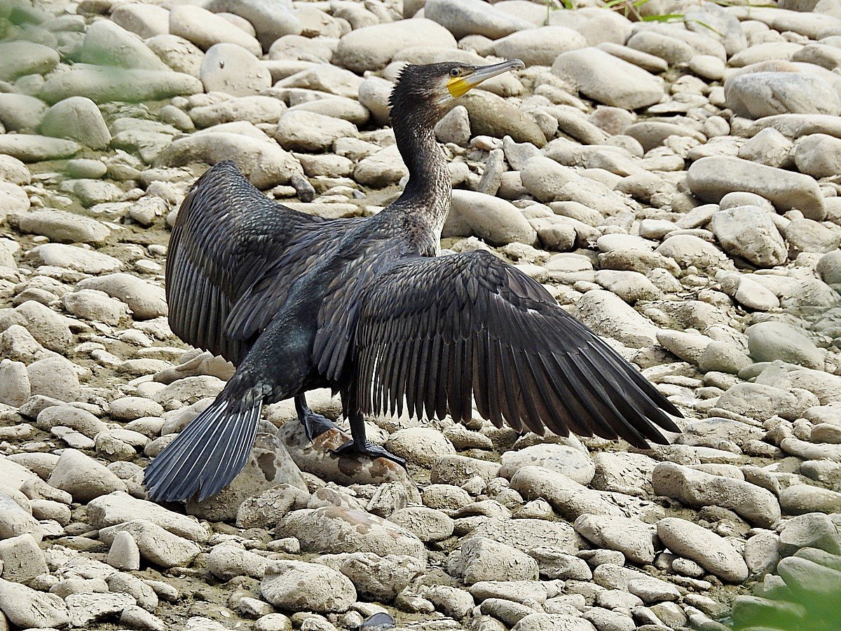 Большой Баклан Phalacrocorax Carbo