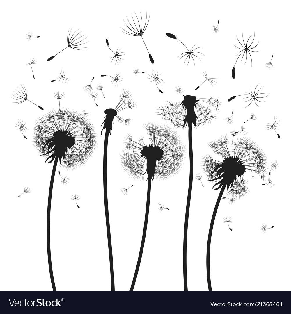 Белый одуванчик на прозрачном фоне