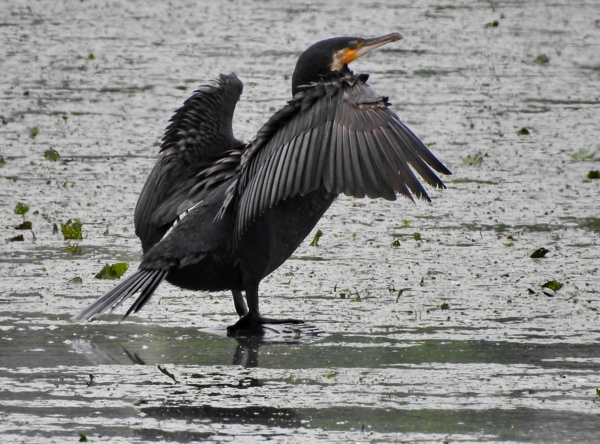 Нырок Черноморский Баклан