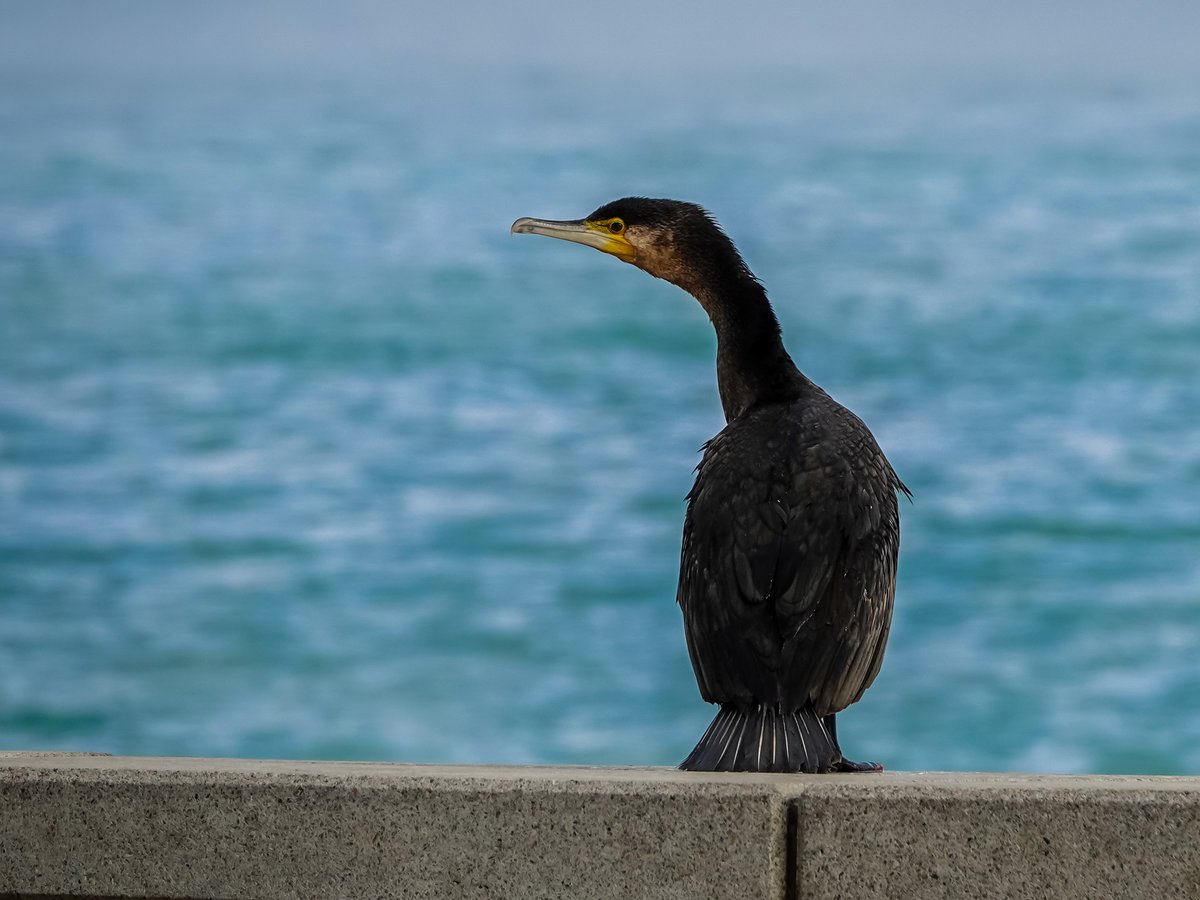 Нырок Черноморский Баклан
