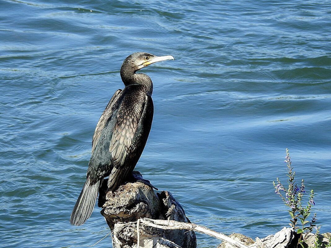 Большой Баклан Phalacrocorax Carbo