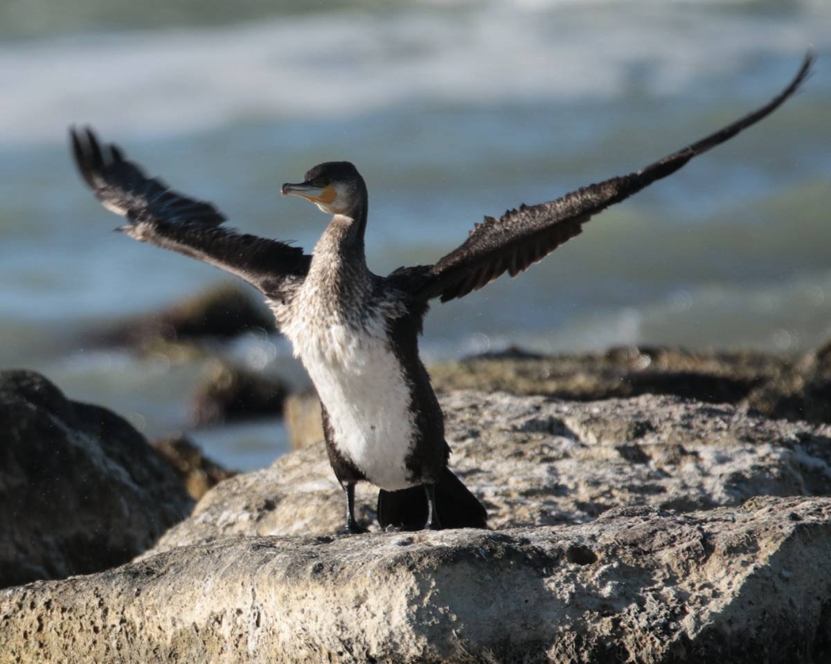 Баклан белый Северный