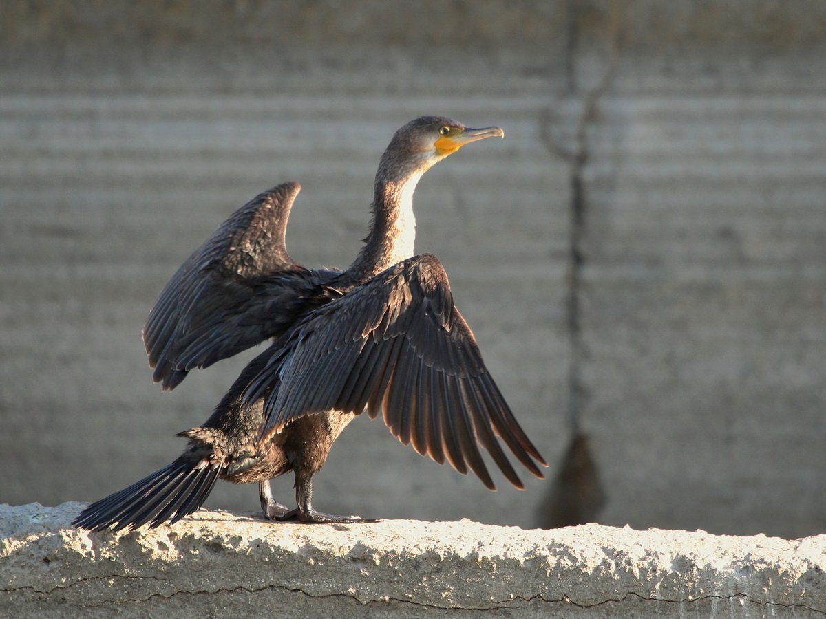 Большой Баклан птица