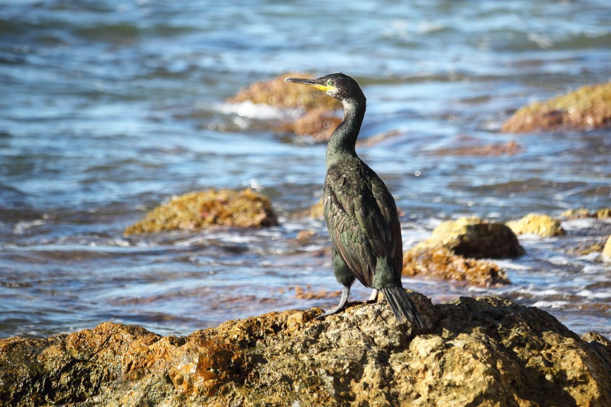 Нырок Черноморский Баклан