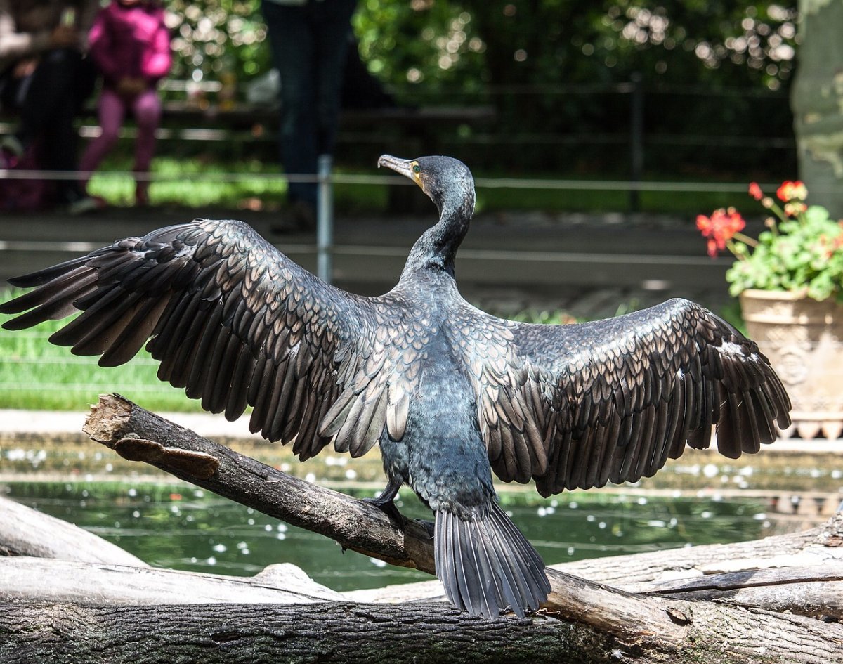 Чайковые бакланы