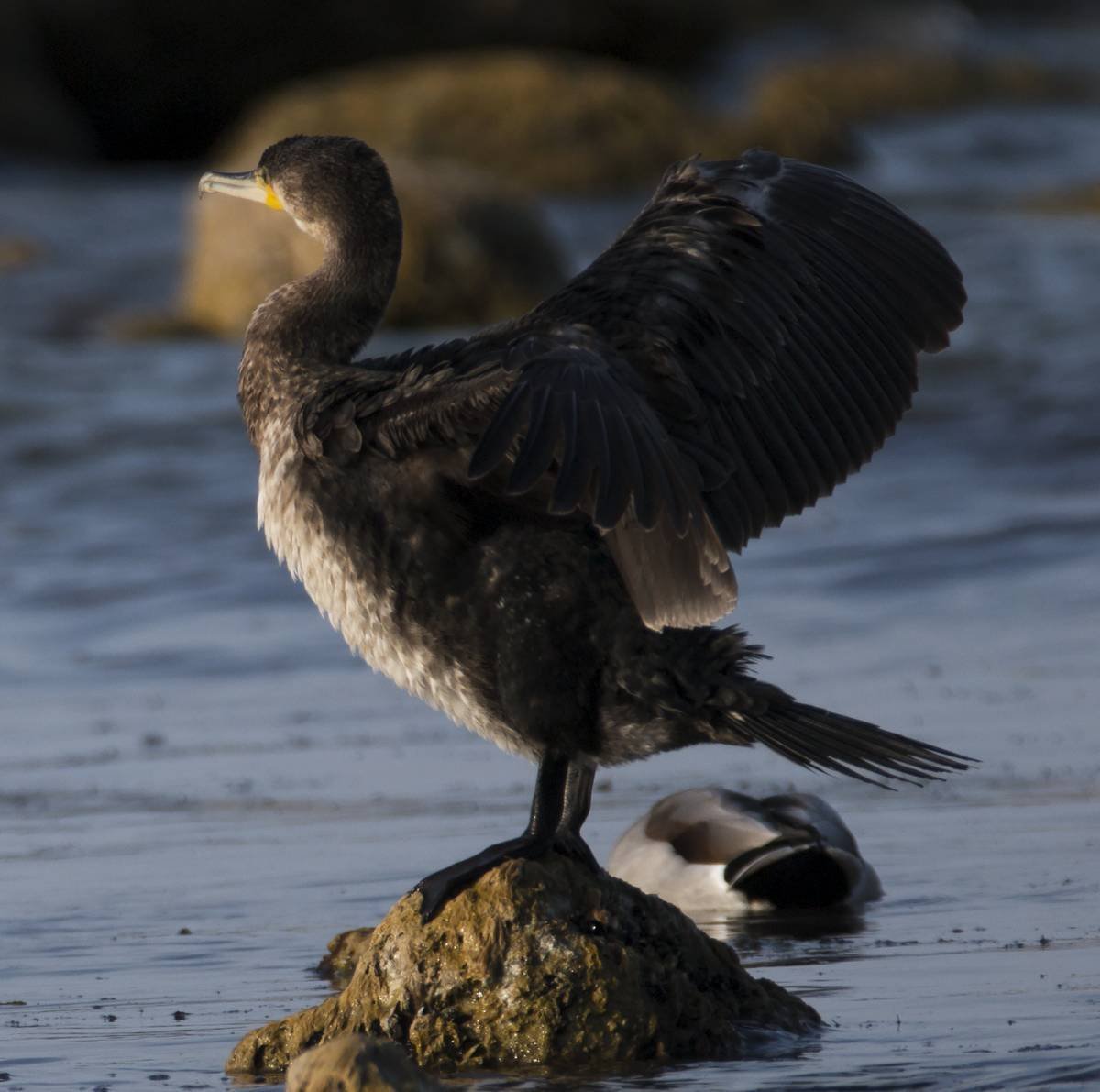 Баклан птица