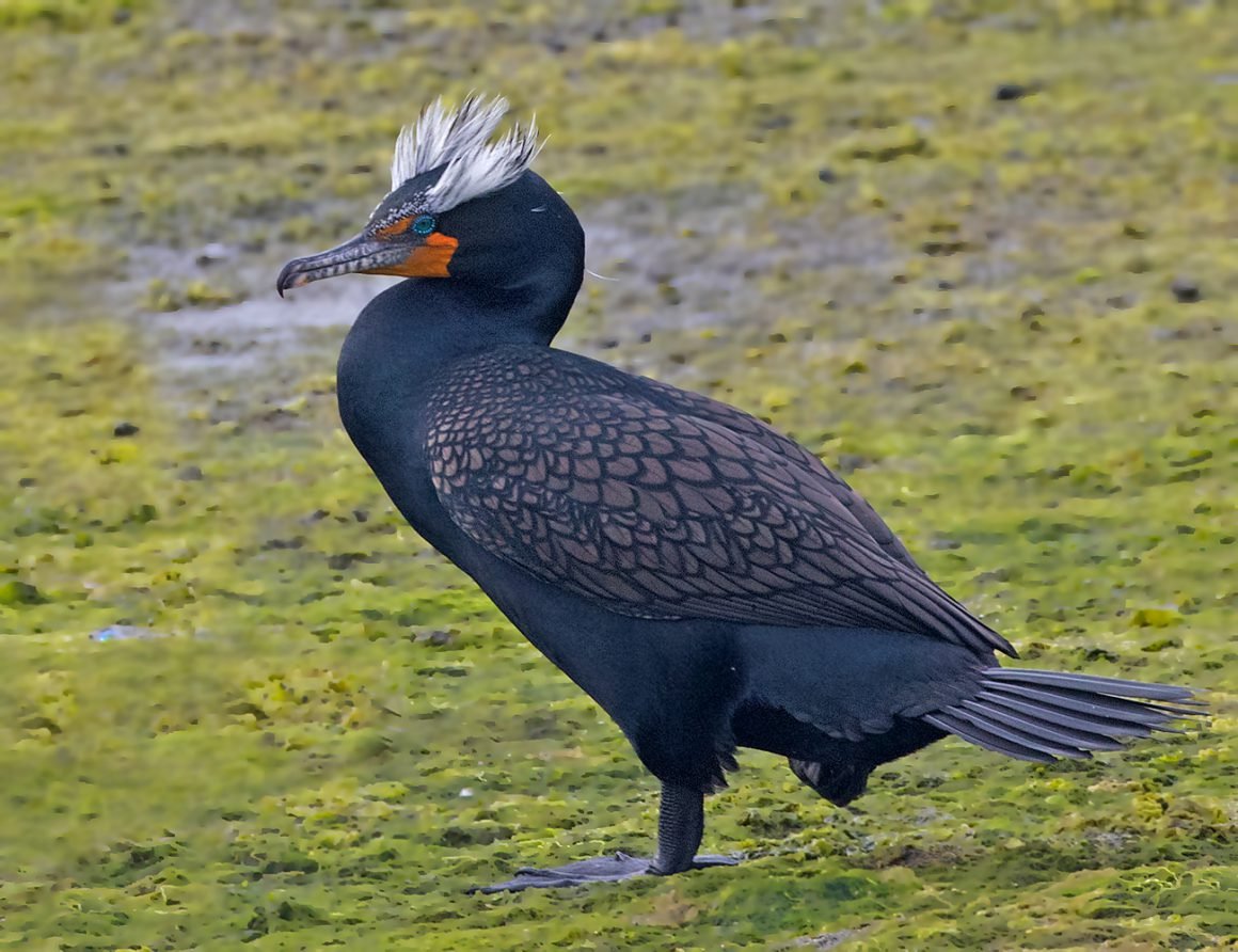 Стеллеров Баклан