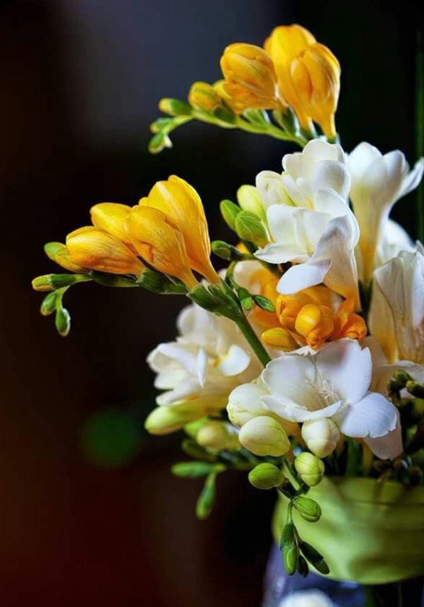 Фрезия (Freesia)
