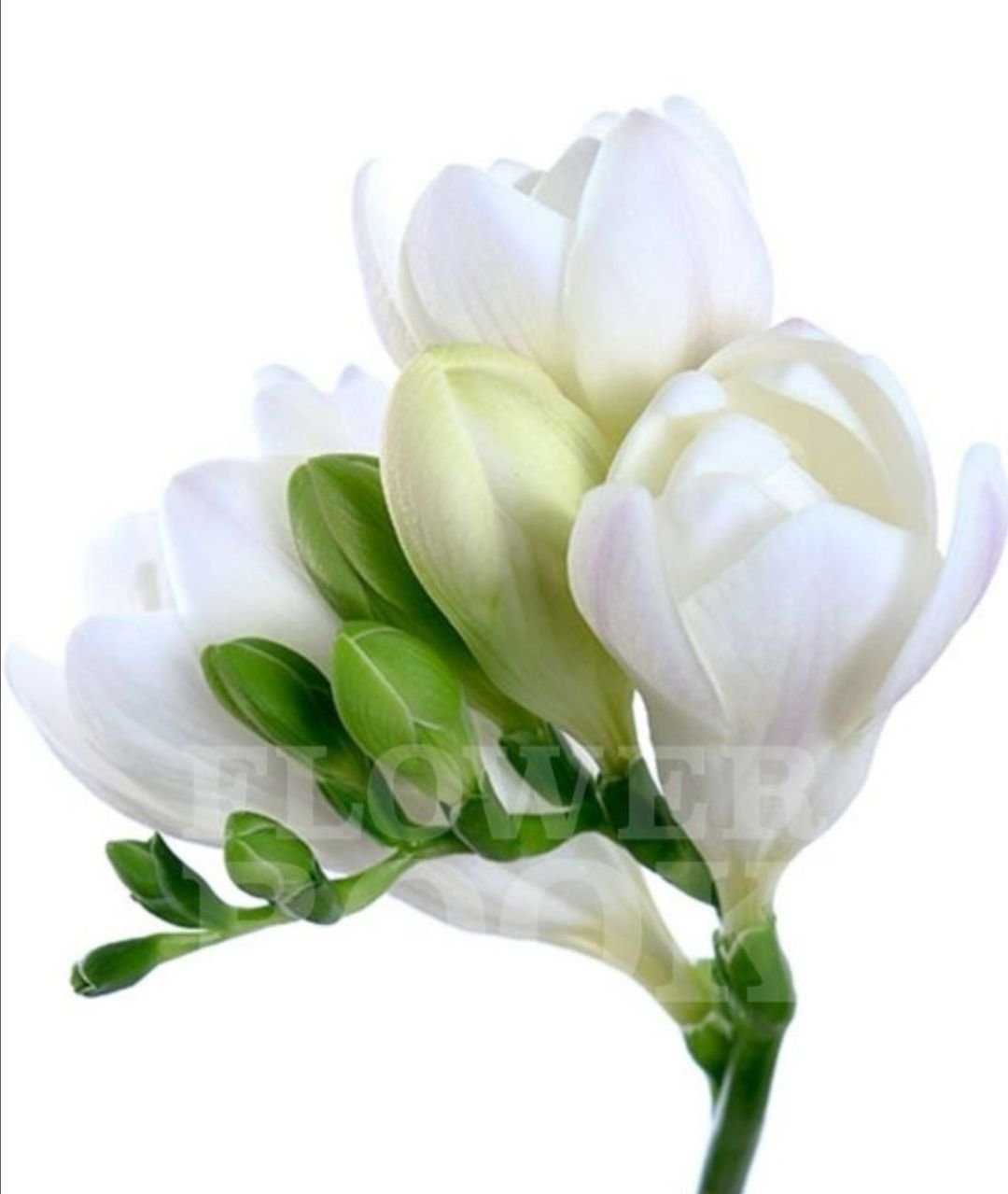 Фрезия бутон