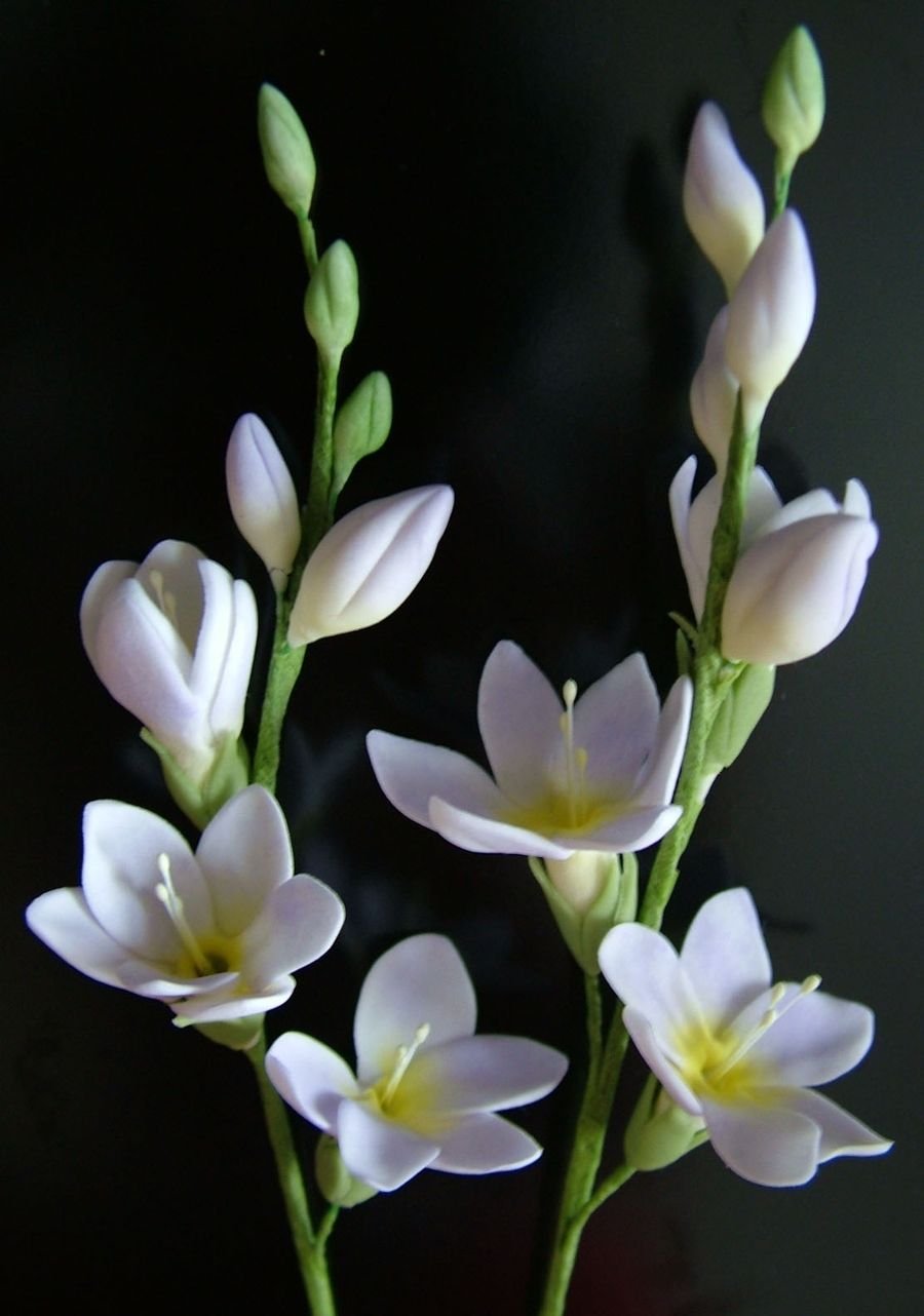 Фрезия цветок