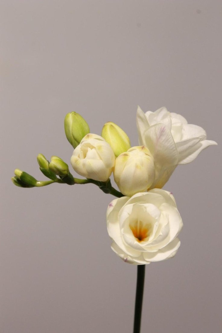 Фрезия Монако