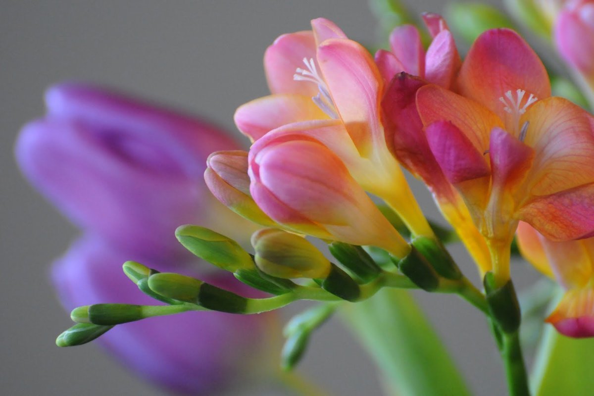 Фрезия (Freesia)