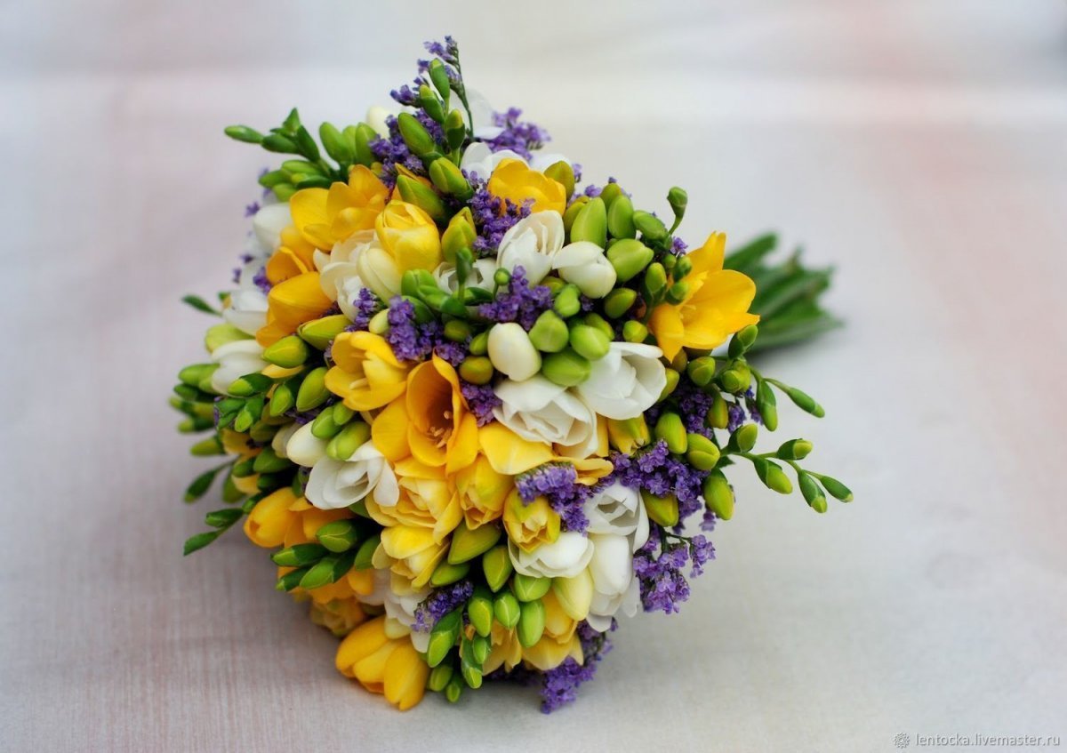 Фрезия Кассис